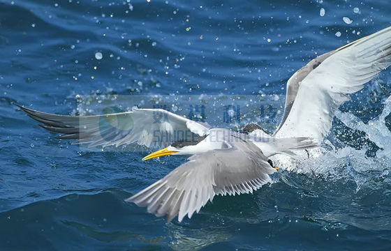 Équipement extérieur de projecteurs de salle de cinéma